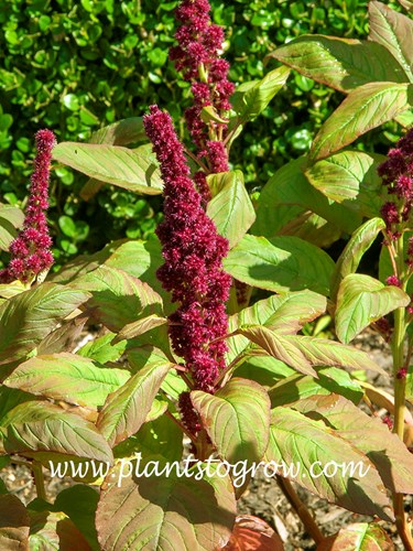 Fat Spike Love Lies Bleeding Amaranth
This is sorta a skinny fat spike.  I have seen sikes that are much wider at the base.